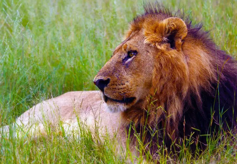 A Night in the Lion’s Den