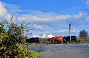 Crossroads, follow the crowd