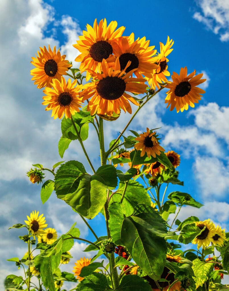 Blue Sky sunflowers