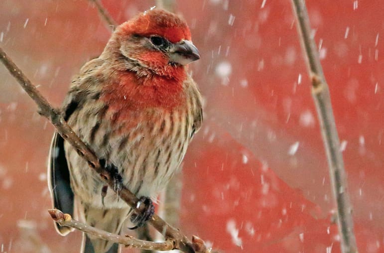 Revealing God's Glory, Red Finch
