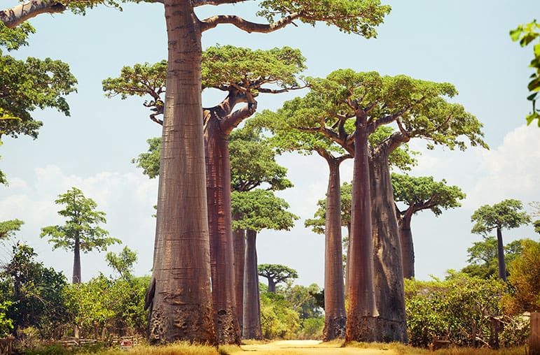 baobab tree