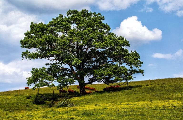 REVEALING God’s Glory: God’s Protective Shade